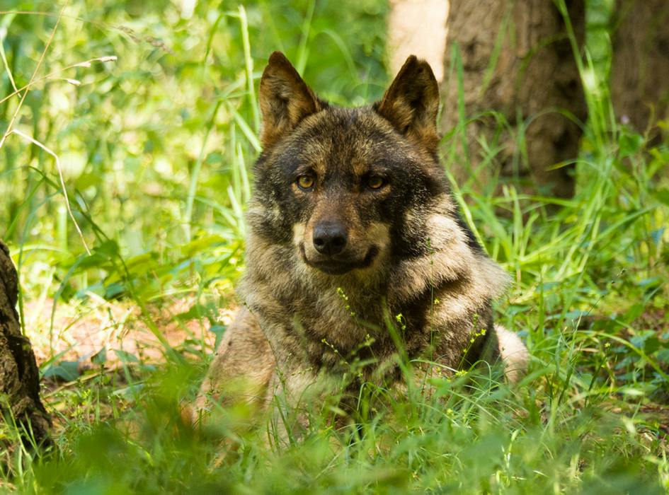 Ivhq Wolf Sanctuary Conservation Volunteer in Portugal | IVHQ