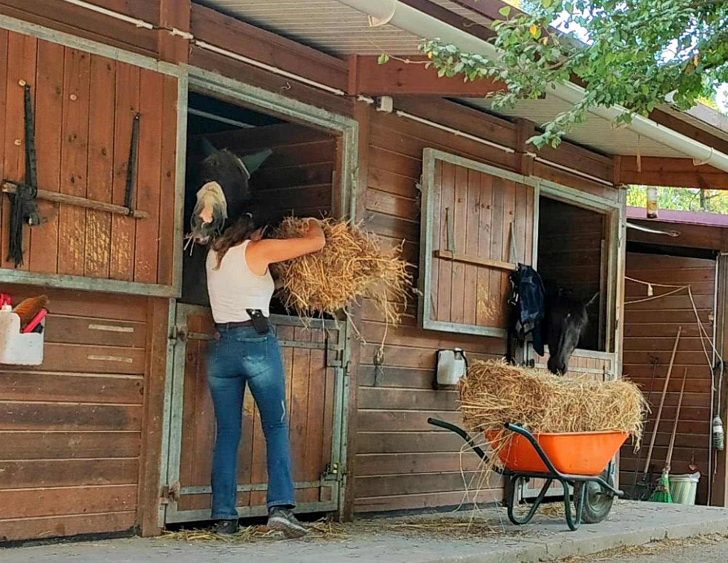 Horse Caretakers Volunteer Project in Portugal - Lisbon