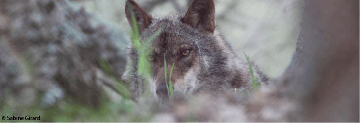 Wolf Conservation volunteering in Portugal with IVHQ