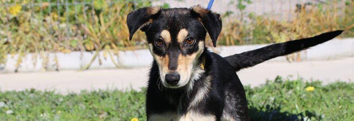 Volunteer on the Animal Care Volunteer Project in Cape Town, South Africa with IVHQ