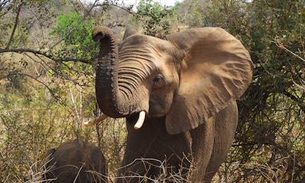 South Africa - Kruger