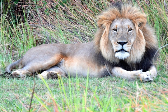 Volunteer on the Wildlife Conservation project in Kruger National Park, South Africa with IVHQ