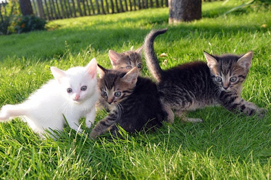 Volunteer on the Animal care project in Barcelona, Spain with IVHQ