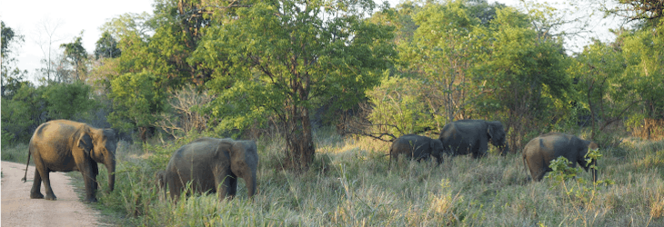Wild Elephant Conservation volunteering in Sri Lanka with IVHQ