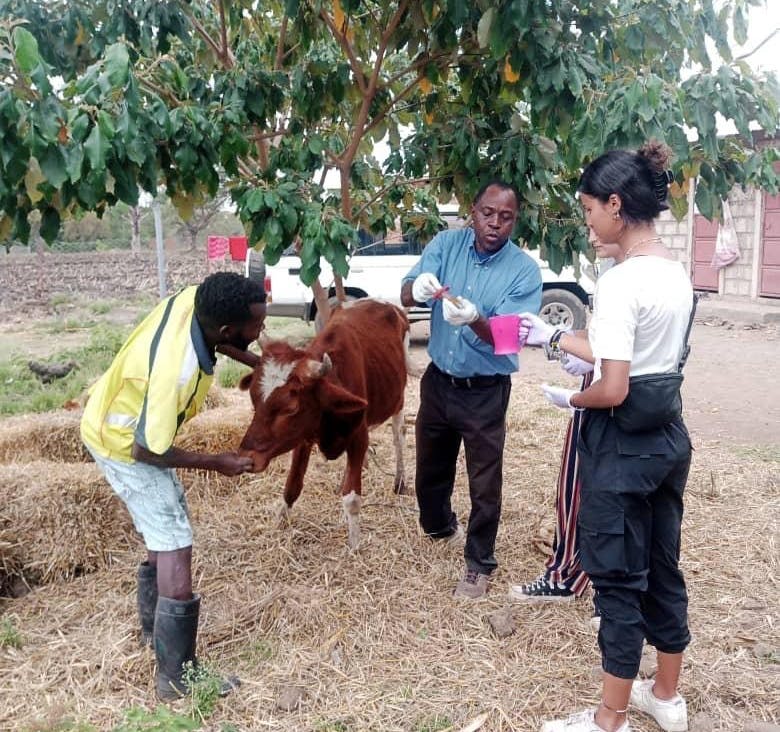 Animal Welfare Volunteering in Tanzania - Arusha