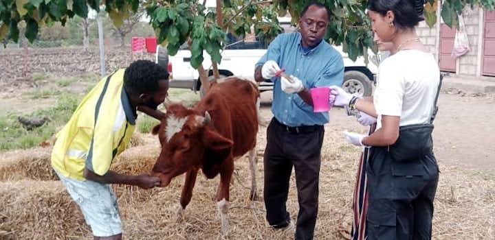 Animal care volunteering in Tanzania with IVHQ